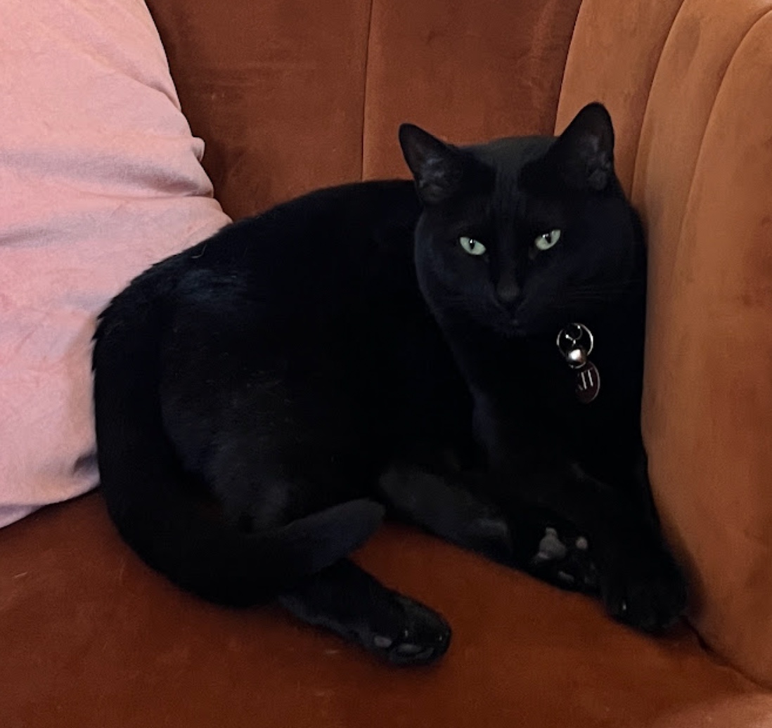 Kit the cat wearing her TabCat tracking beacon